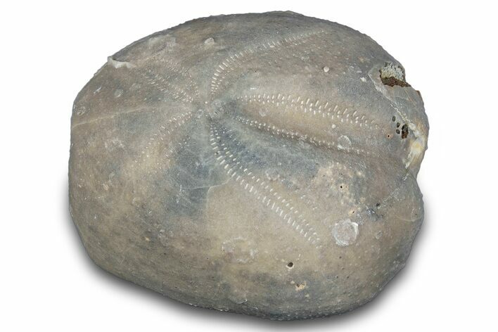 Cretaceous Echinoid (Heteraster) Fossil - Texas #287306